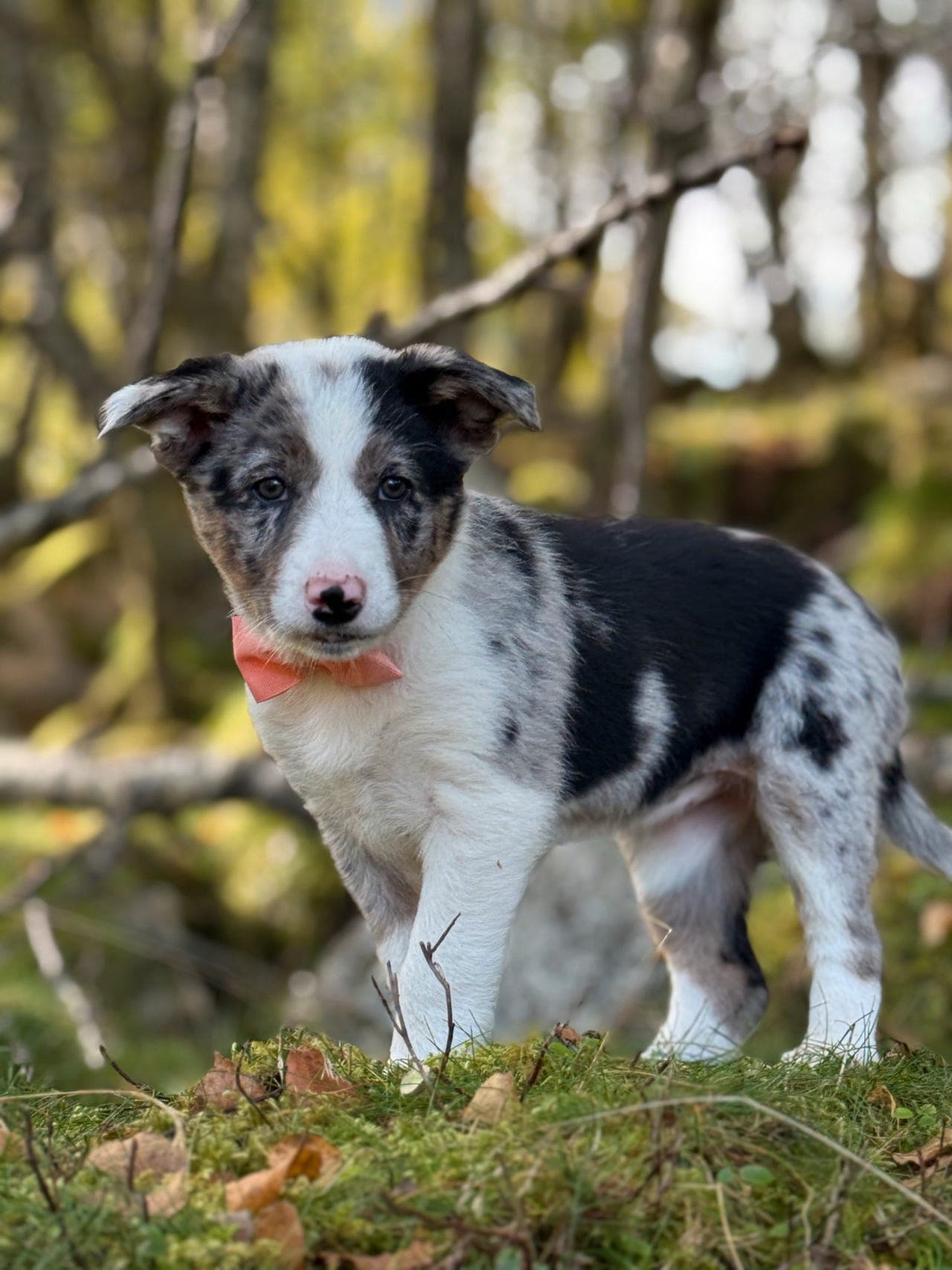 Border collie valper