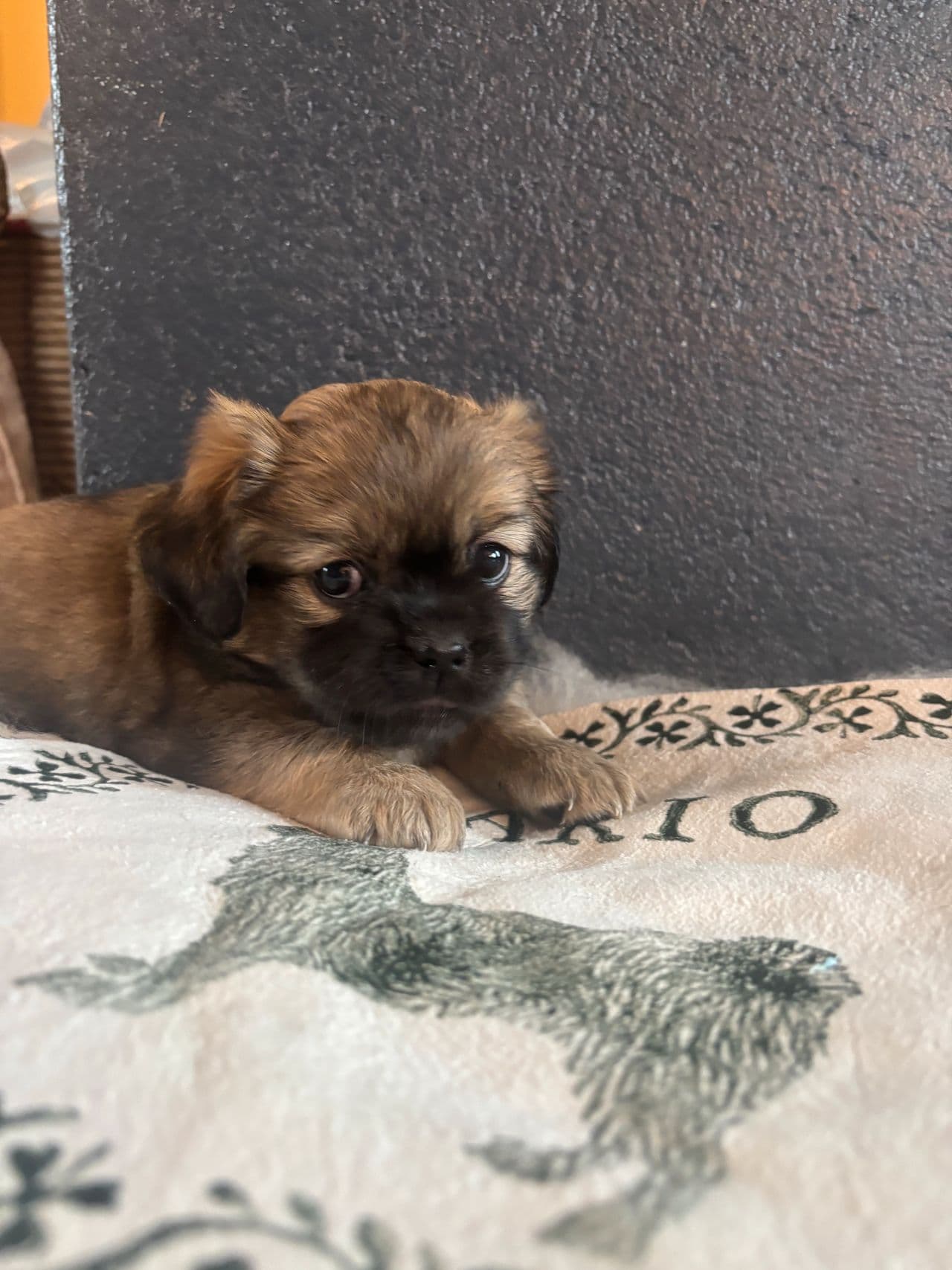 Tibetansk spaniel