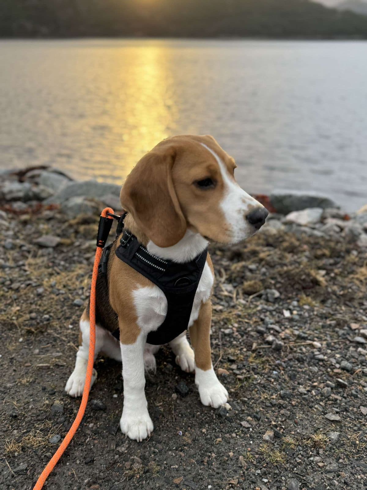 Beagle hann