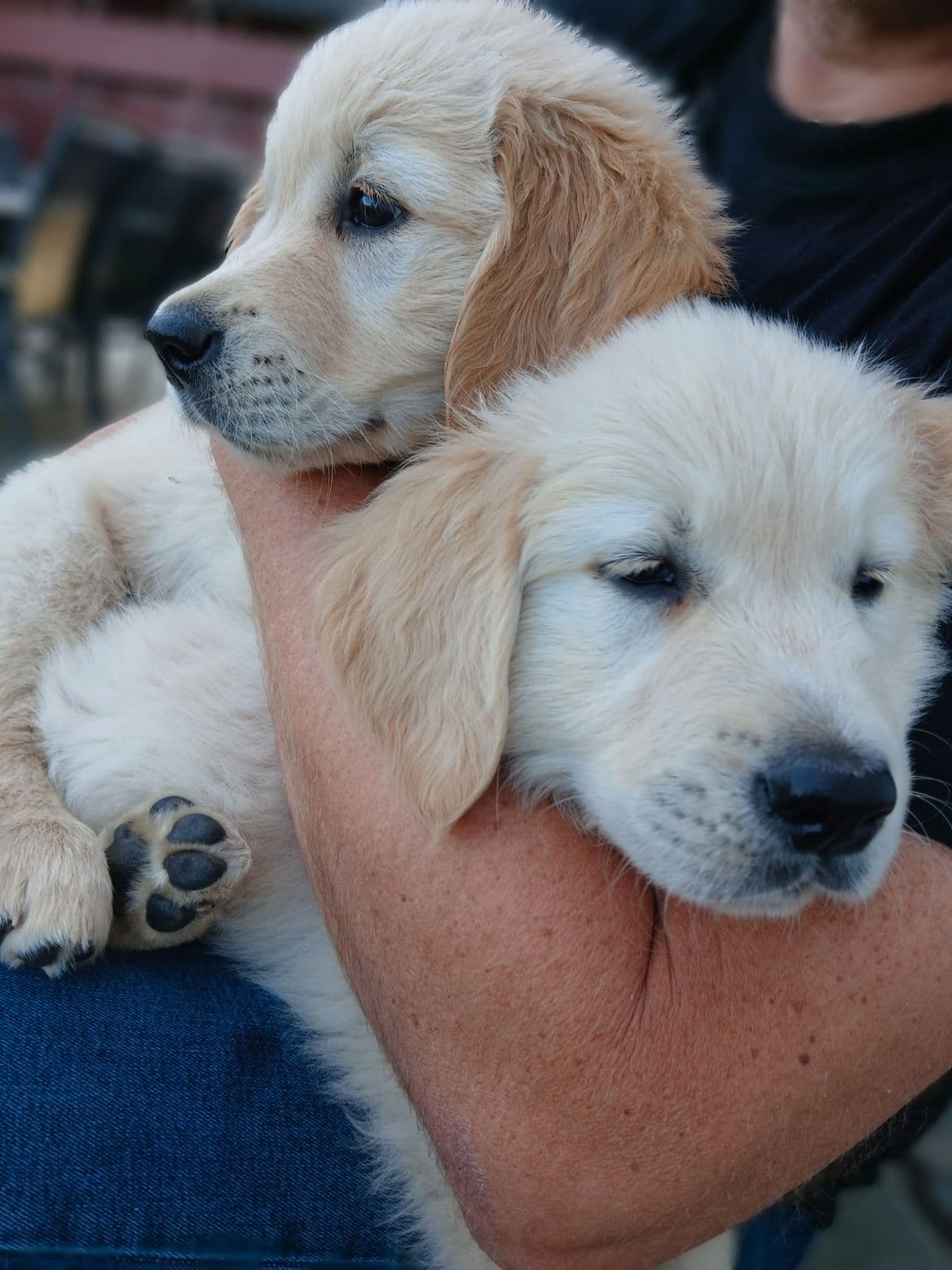 Herlige Golden Retriever valper leveringsklare,ny pris pga alder. Engelsk far