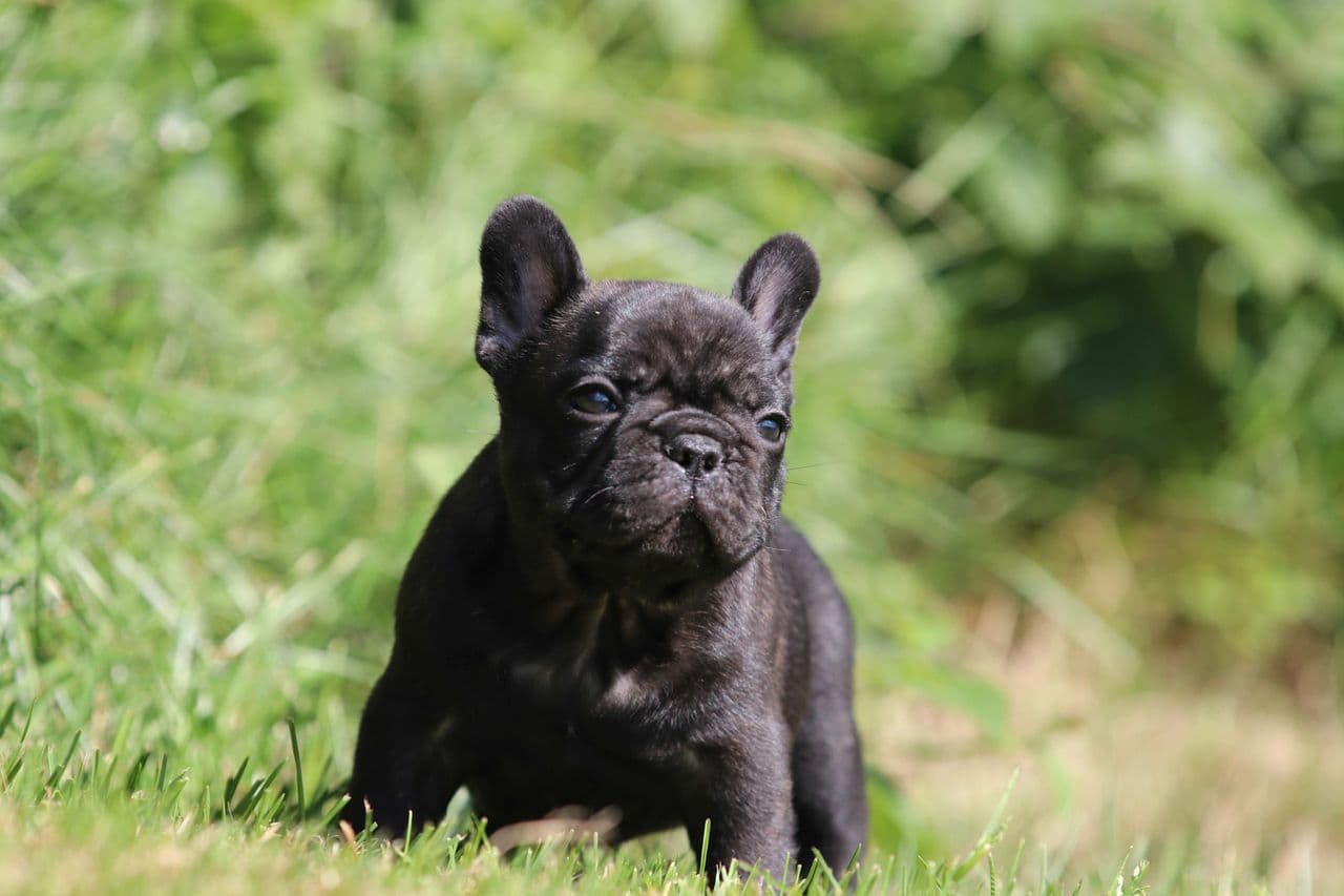 Fransk Bulldogvalper