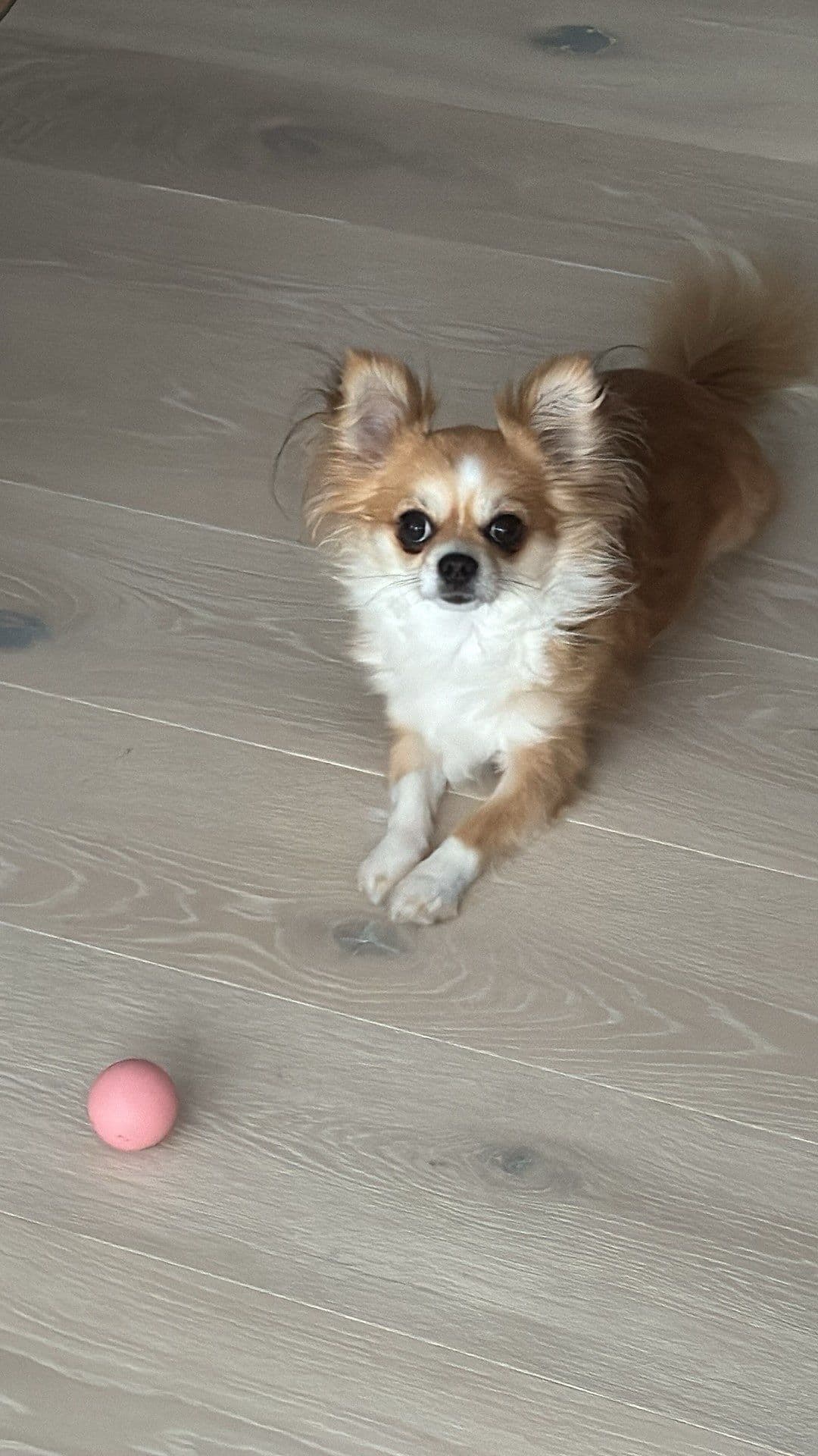 Nydelig renraset chihuahua tispe på 4 år selges