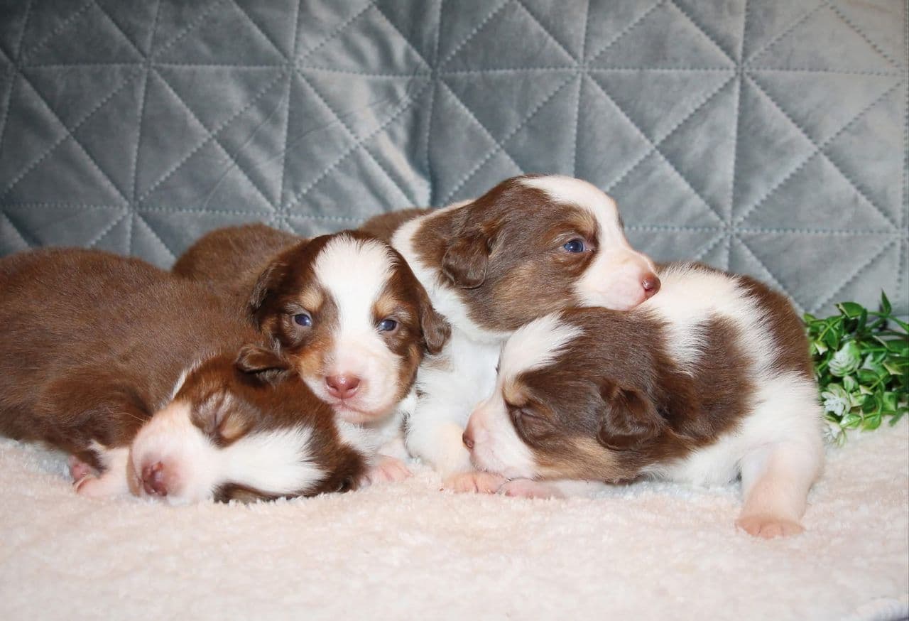 Australian Shepherd valper søker fremtidige hjem