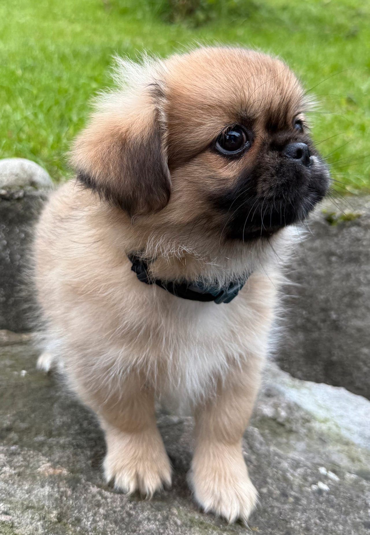 Tibetanske spaniel valper
