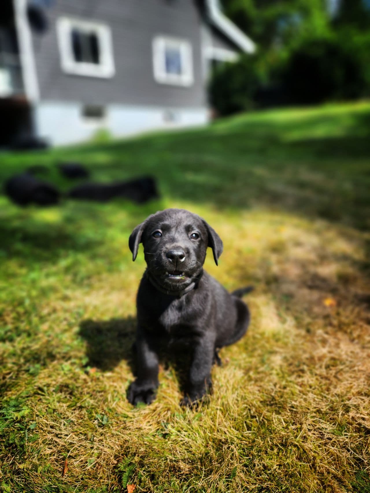 NKK reg. Labrador valper