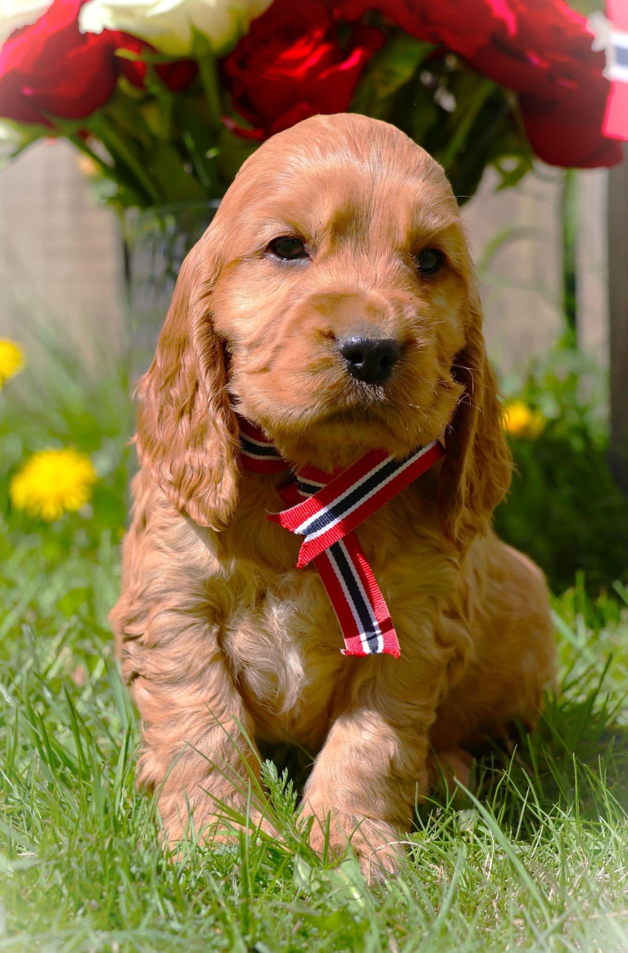 Cocker Spaniel søker forvert