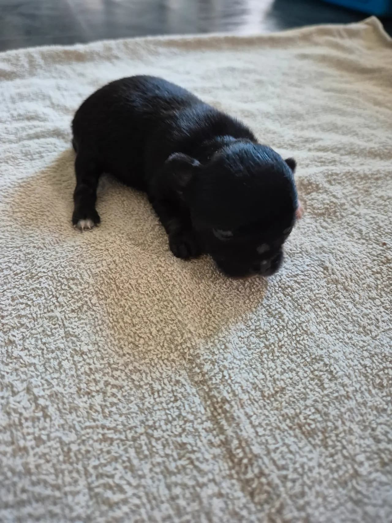 Chihuahua jente Selges med Stamtavle