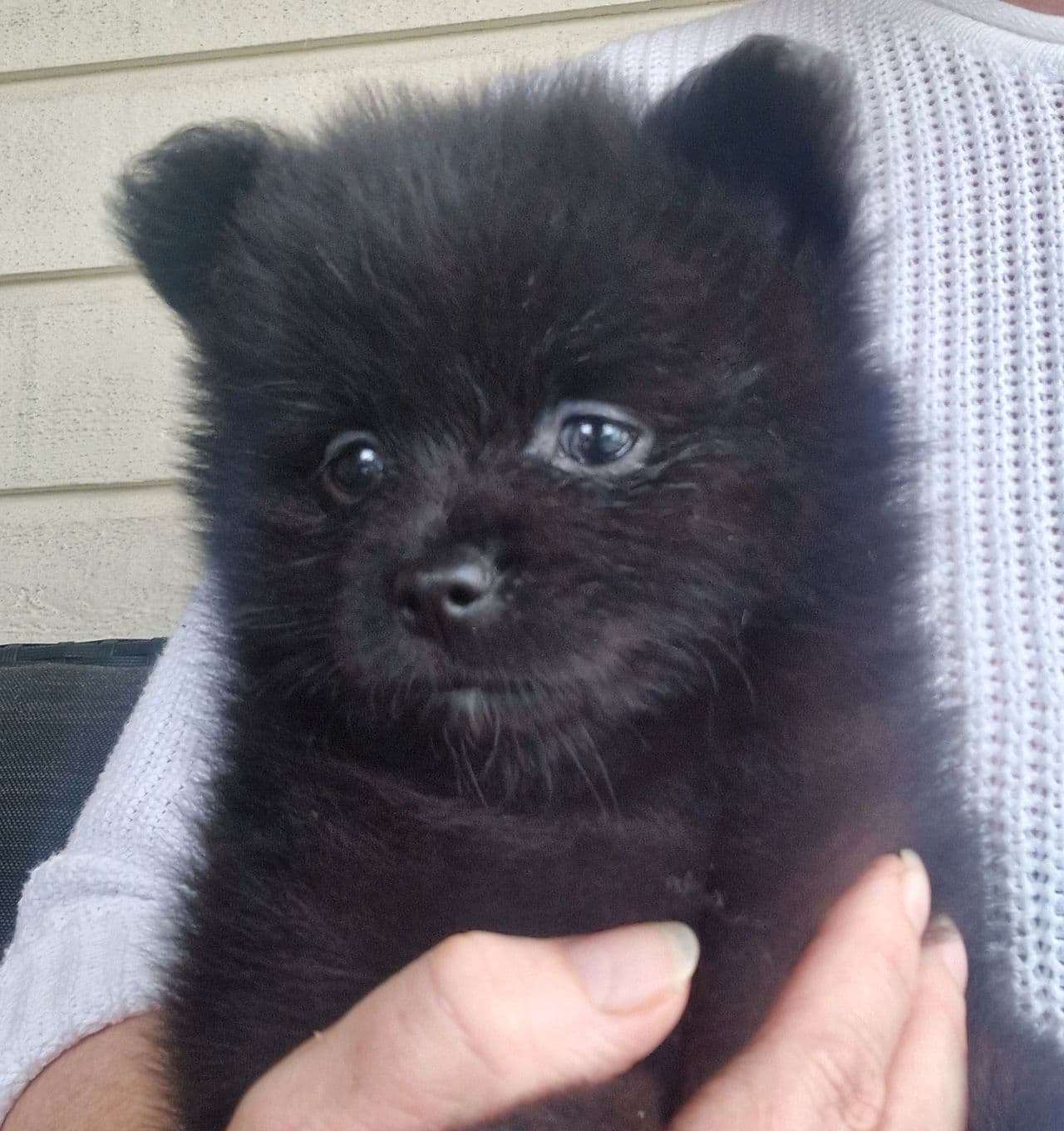 NKK Reg. Pomeranian tispe❤️