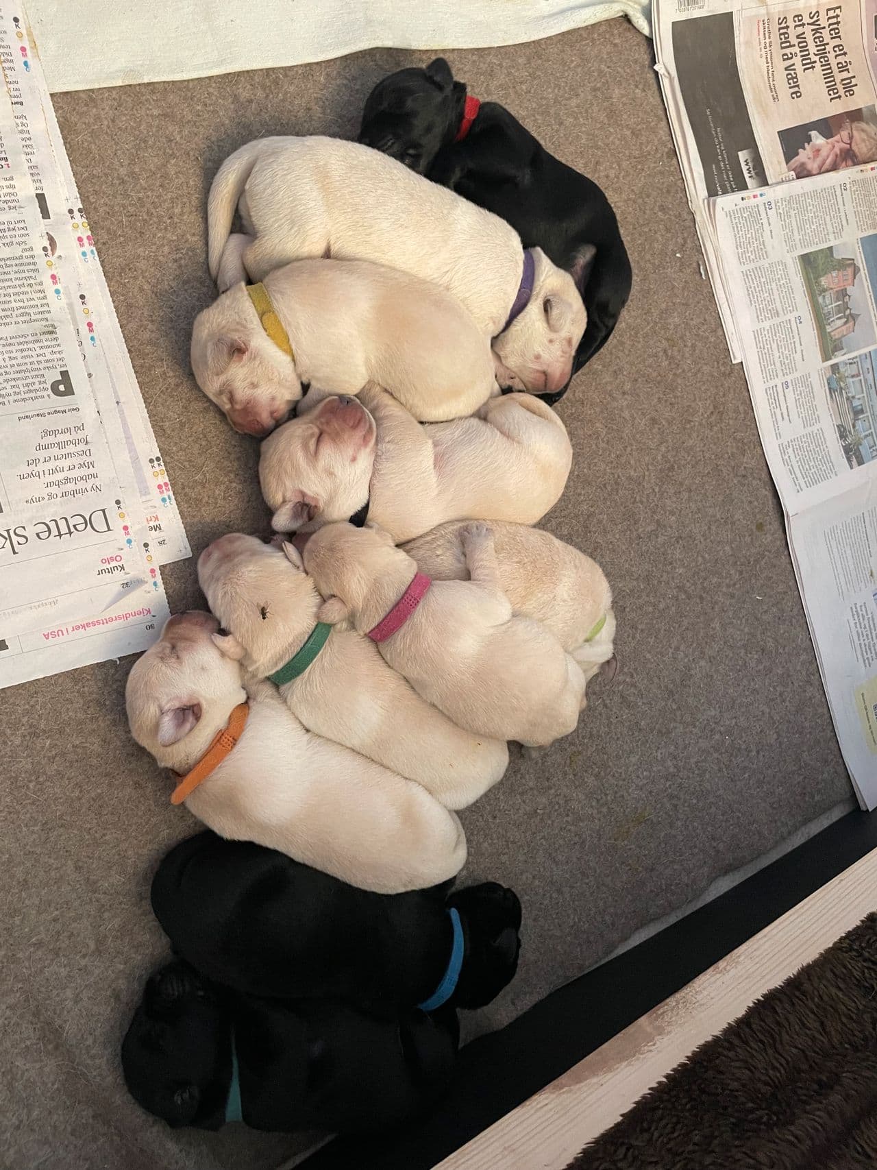 Labrador valper