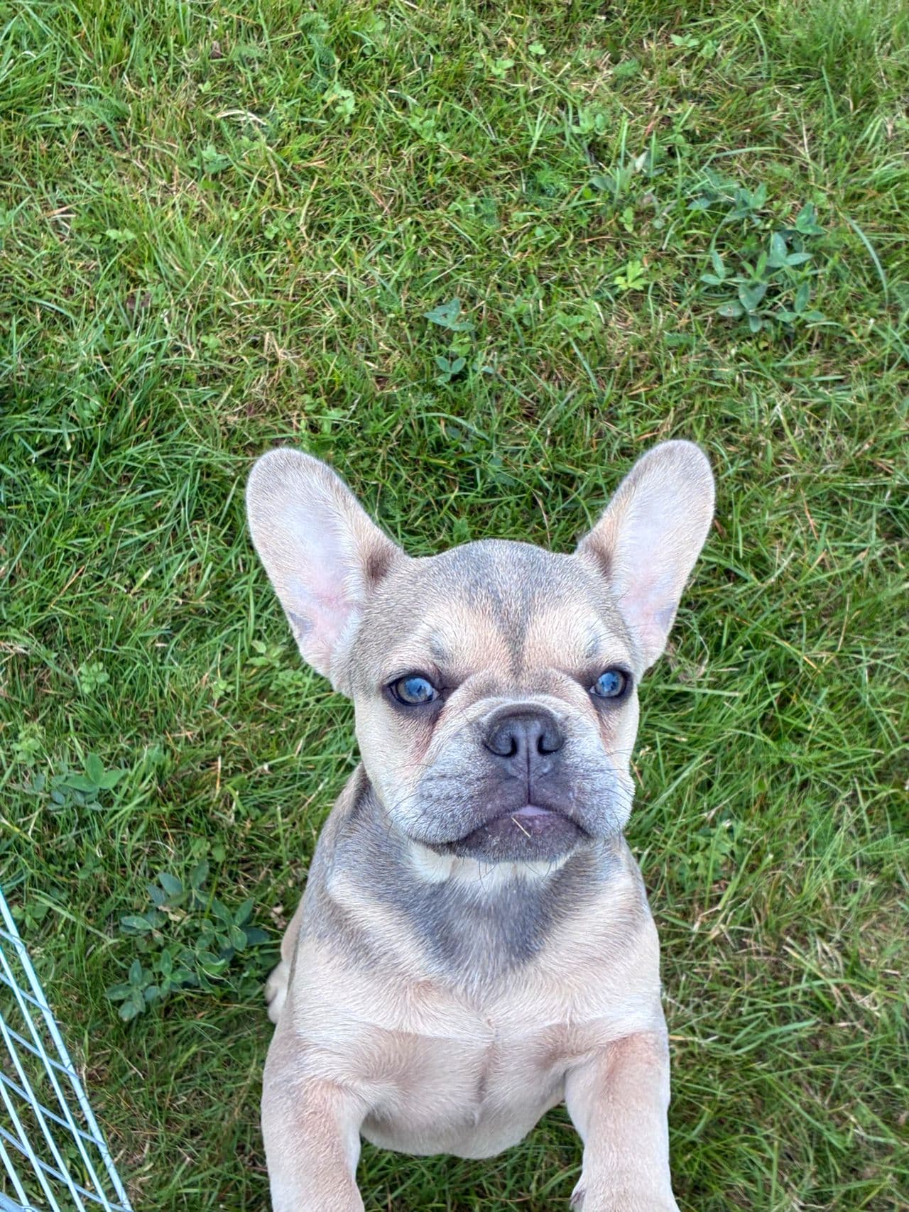 Nydelig Fransk Bulldog-tispe klar for nytt hjem – Unik farge