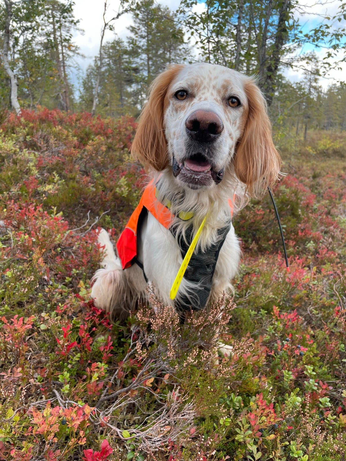 Vi søker nytt hjem til vår hund