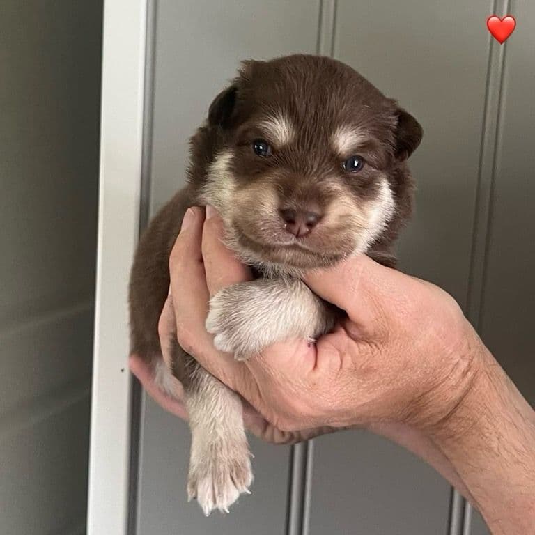Finsk lapphund valper klar for nye hjem uke 31