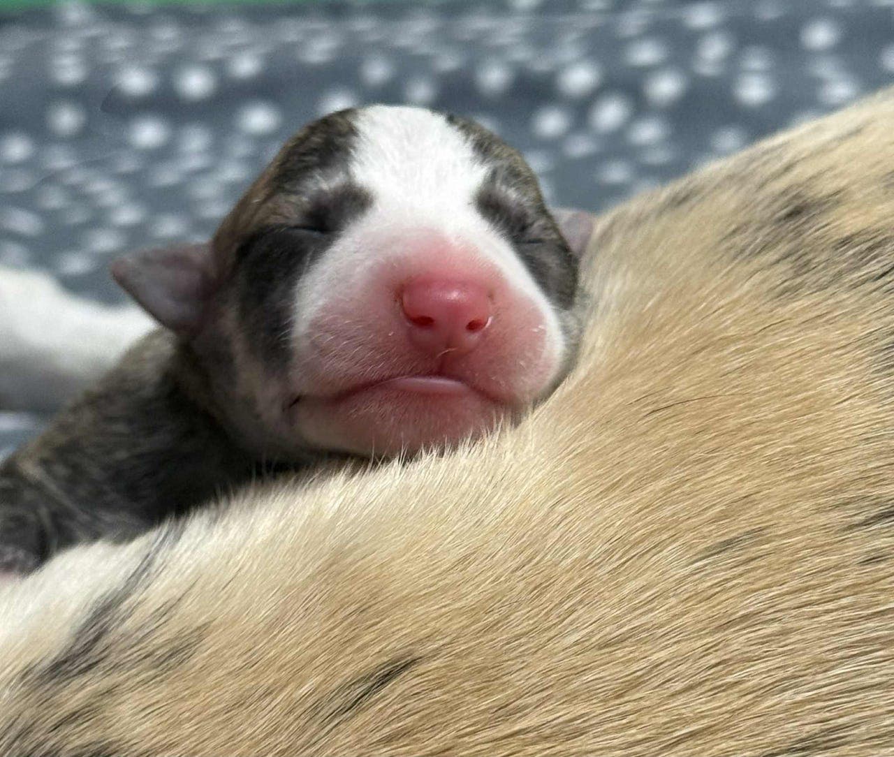 Whippetvalper