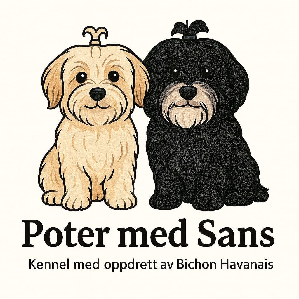 Planlagt kull🥰NKK reg Bichon Havanais valper klare for nye hjem uke 50