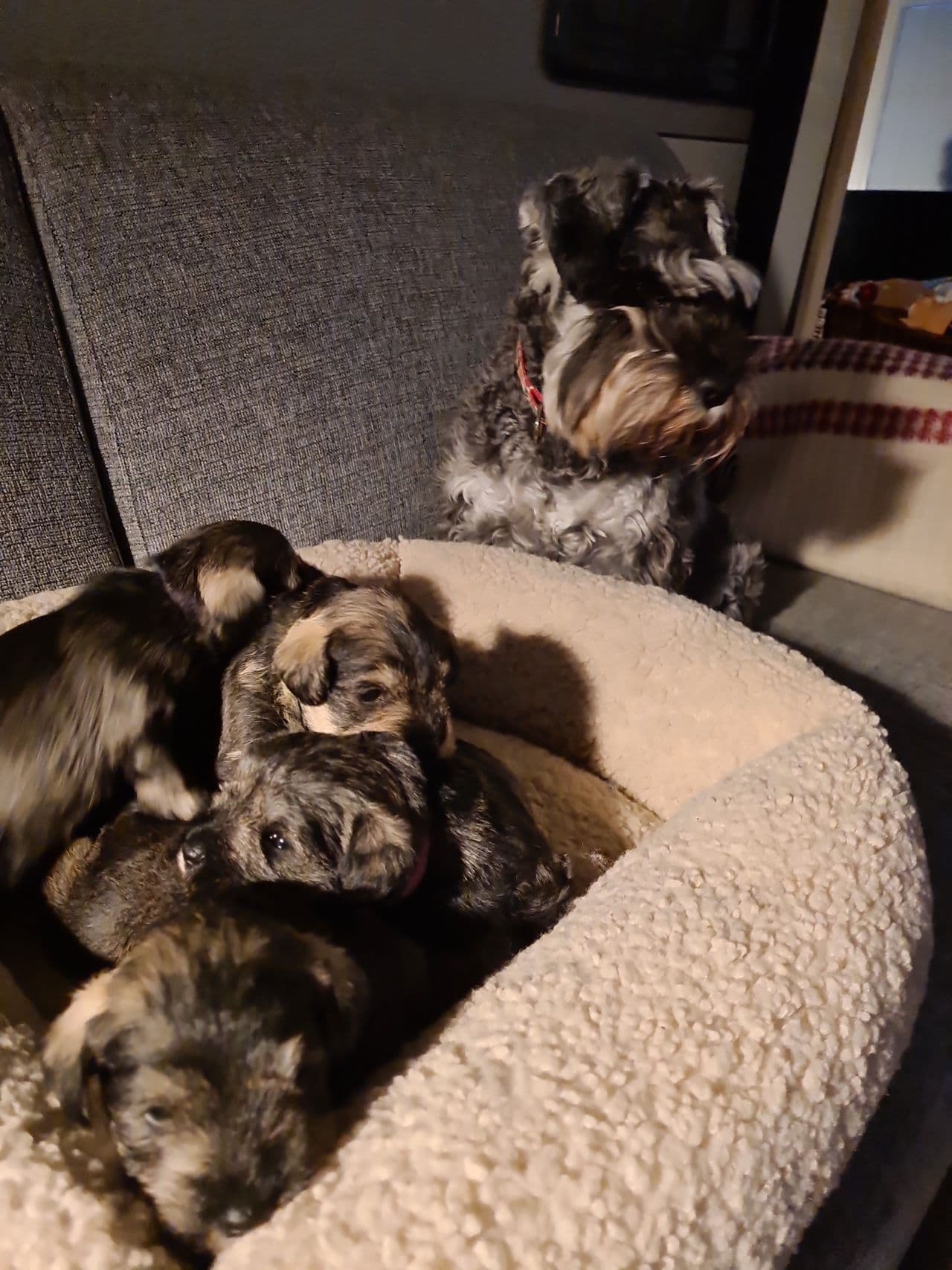Saltpepper Dvergschnauzer kommer for salg