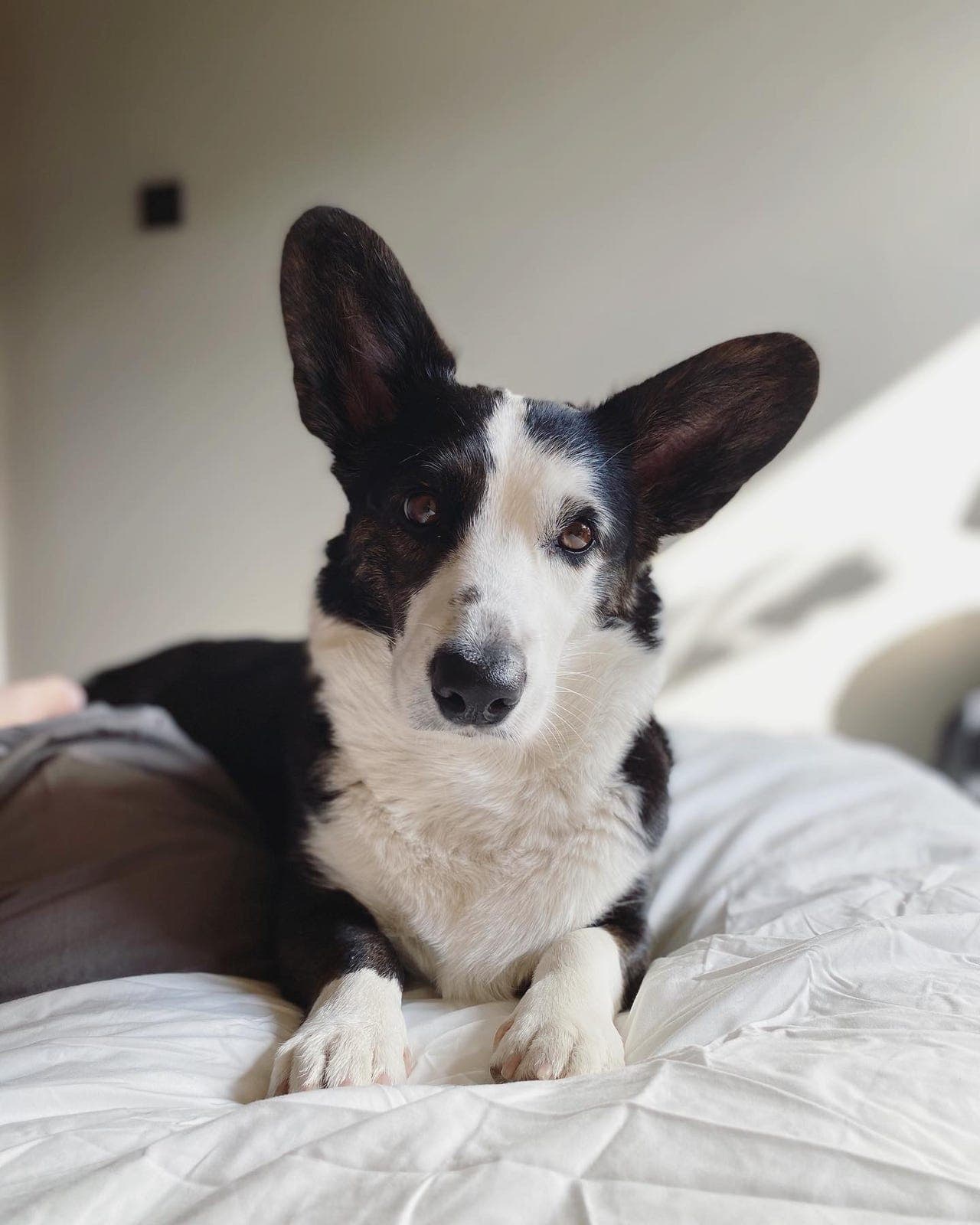 Welsh corgi cardigan (7 år) vurderes omplassert/avlastningshjem til riktig hjem