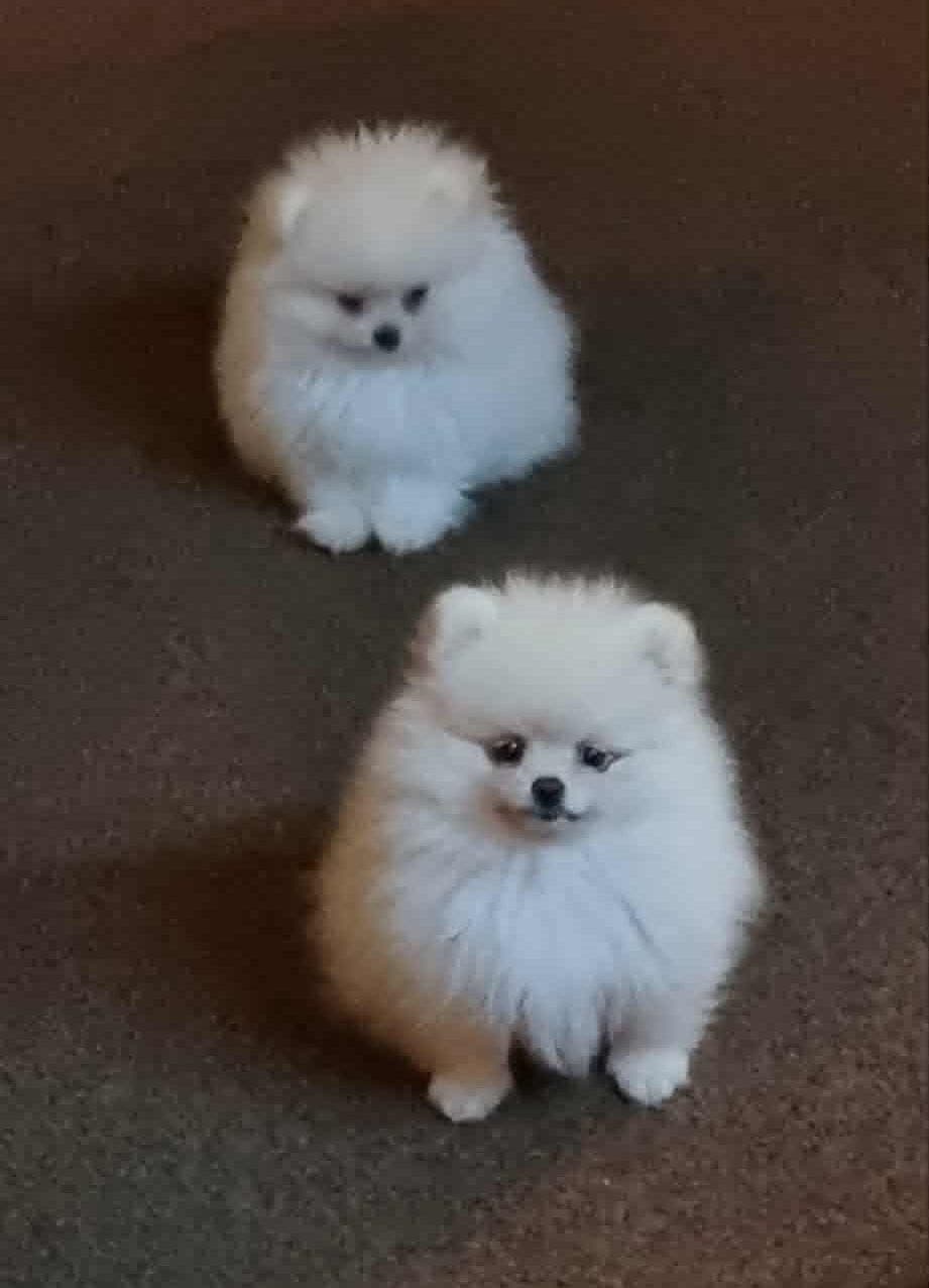 🐾 To nydelige Pomeranian-gutter søker kjærlige hjem 💙