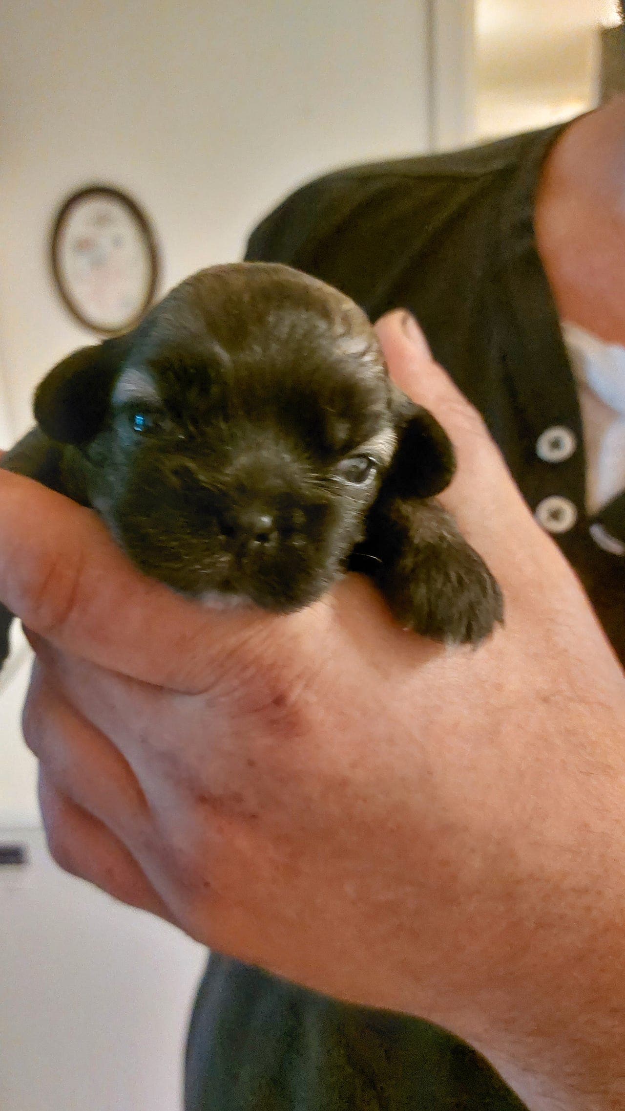 TIBETANSK SPANIEL VALP GUTT.