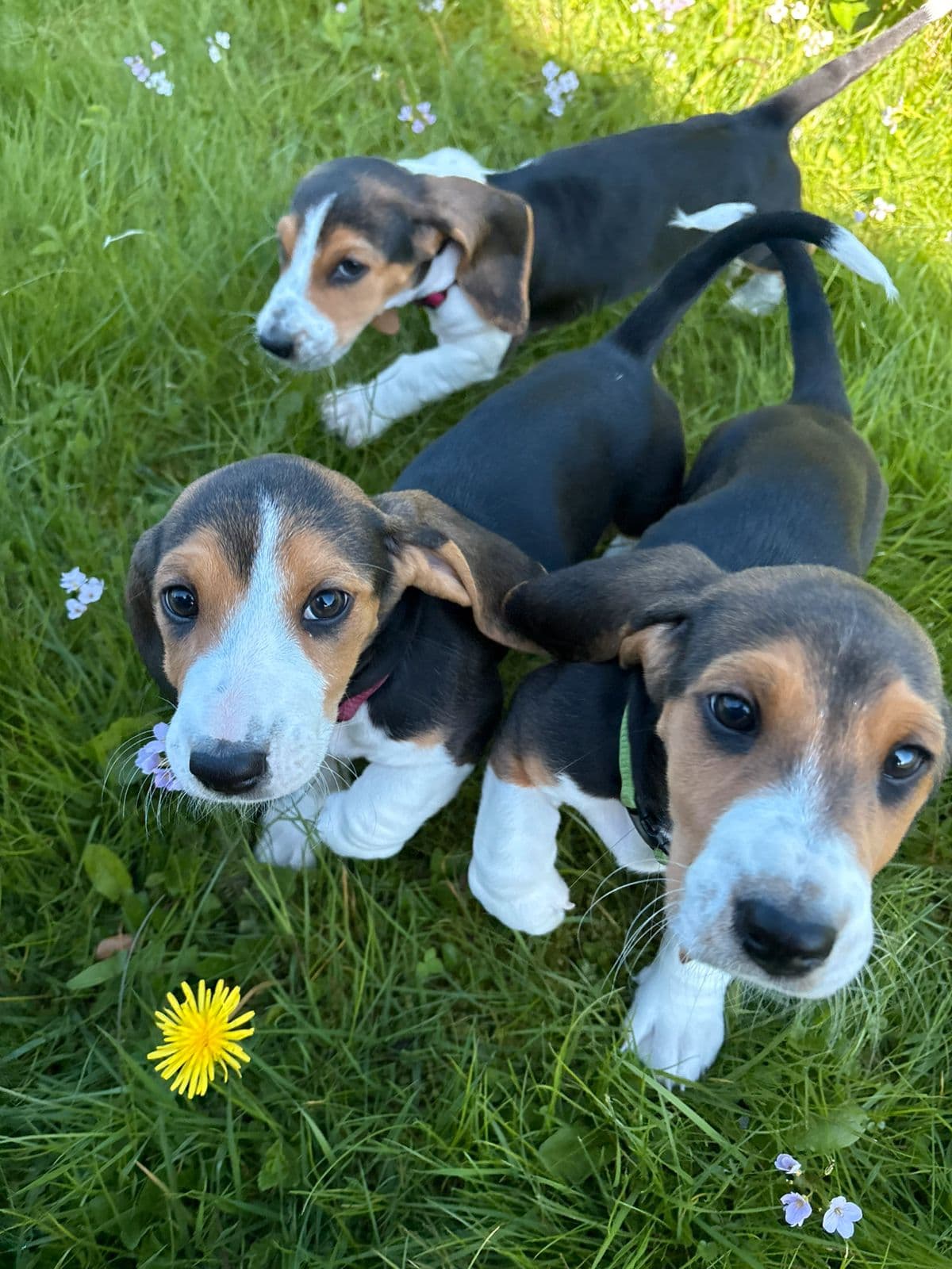 Basset Artesian Normand valper leveringsklare