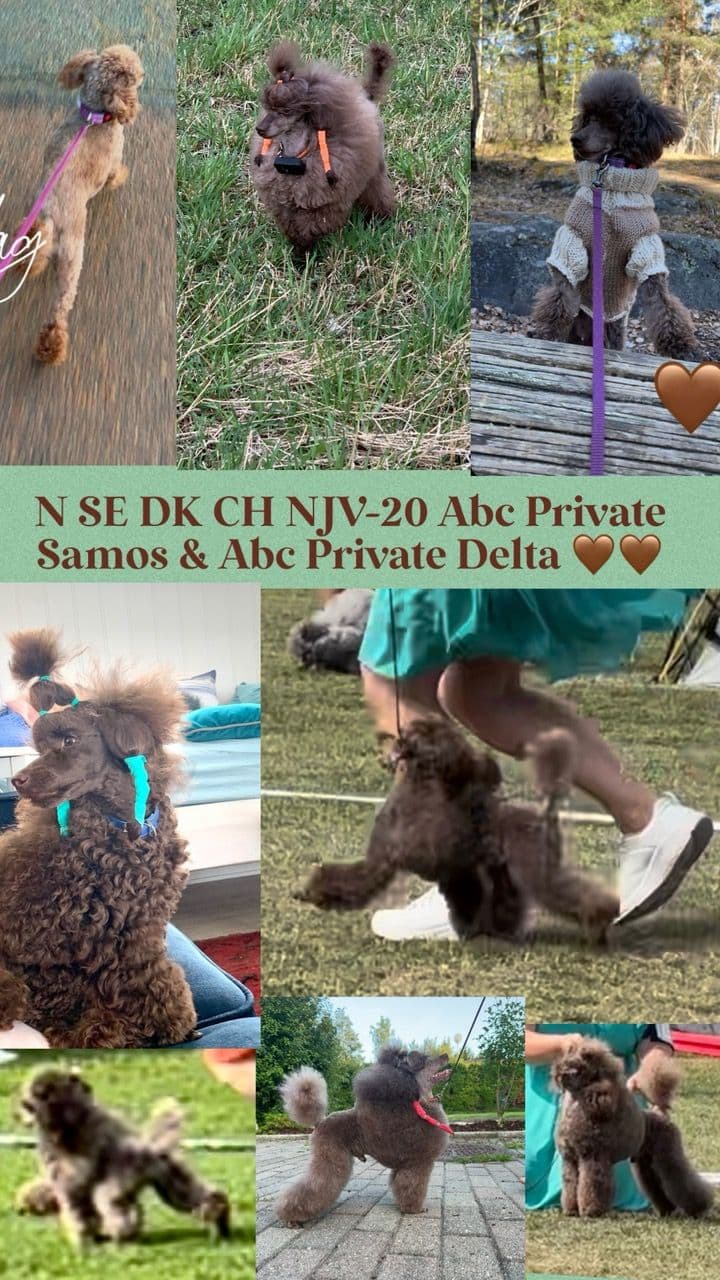 Brune, renraset Toypuddel valper, ventes i juni🐩🤎🐩