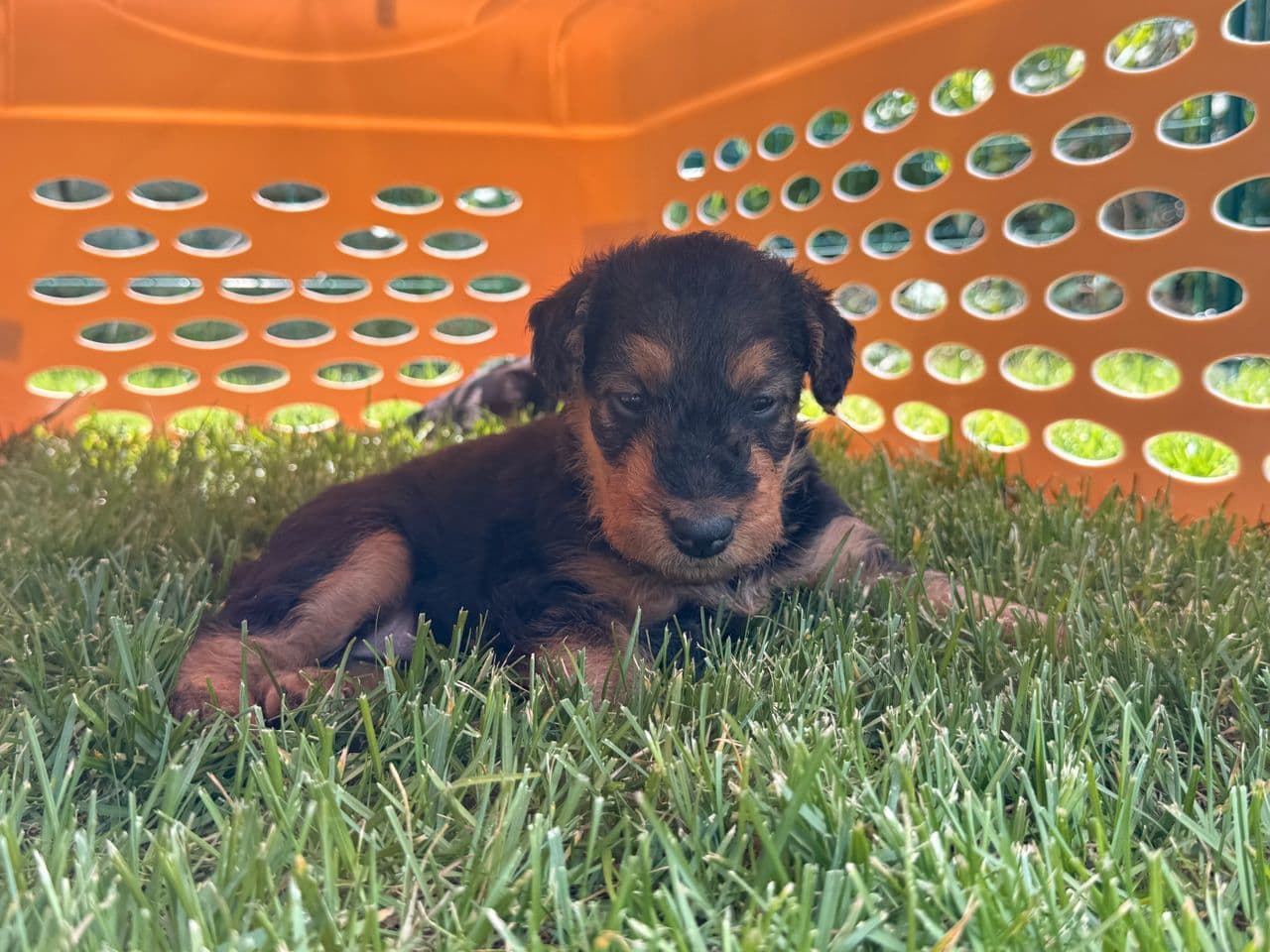 Fine Airedale Terrier-valper.