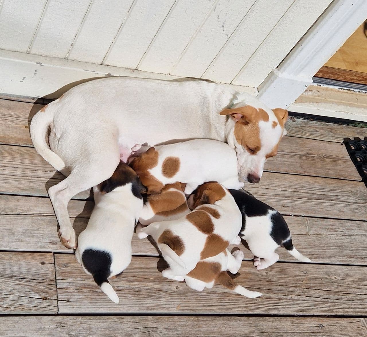 Dansk svenske gårdshund valper fra Kennel Bjørneng