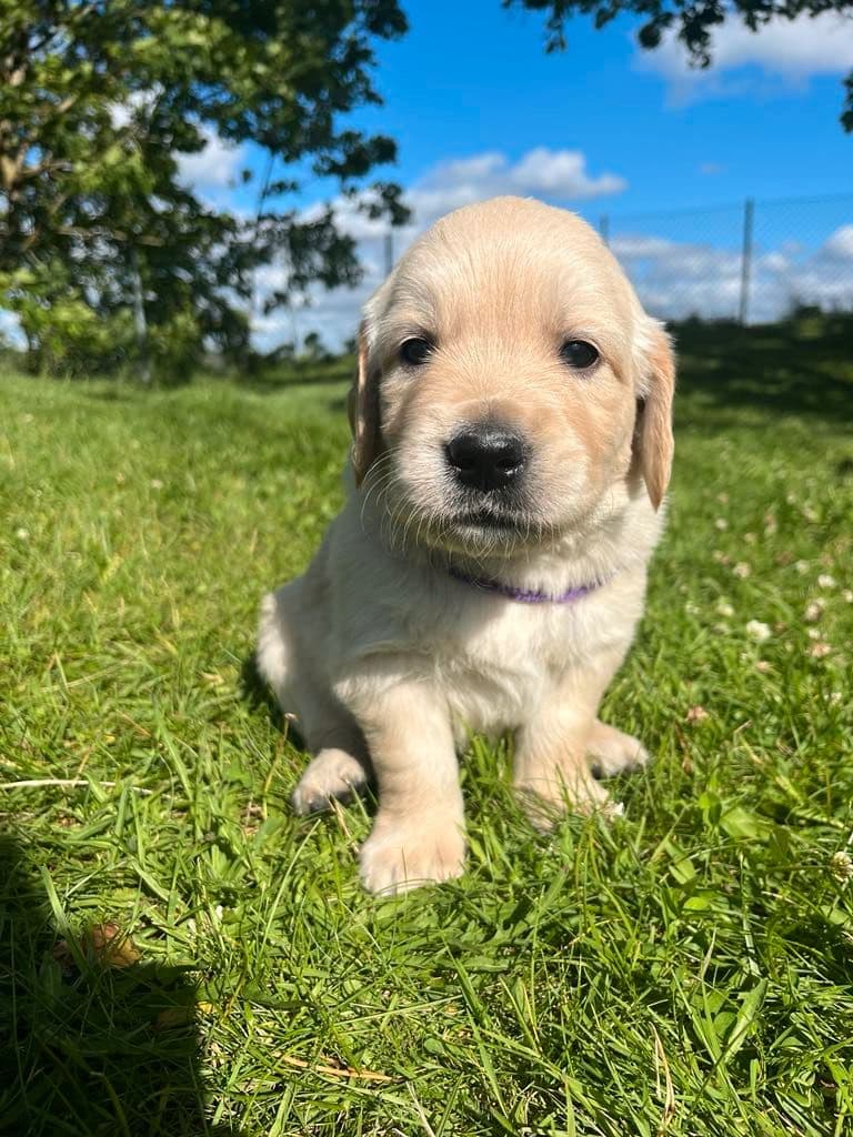Golden Retriever valper leveringsklare 03.08.25, Engelsk far