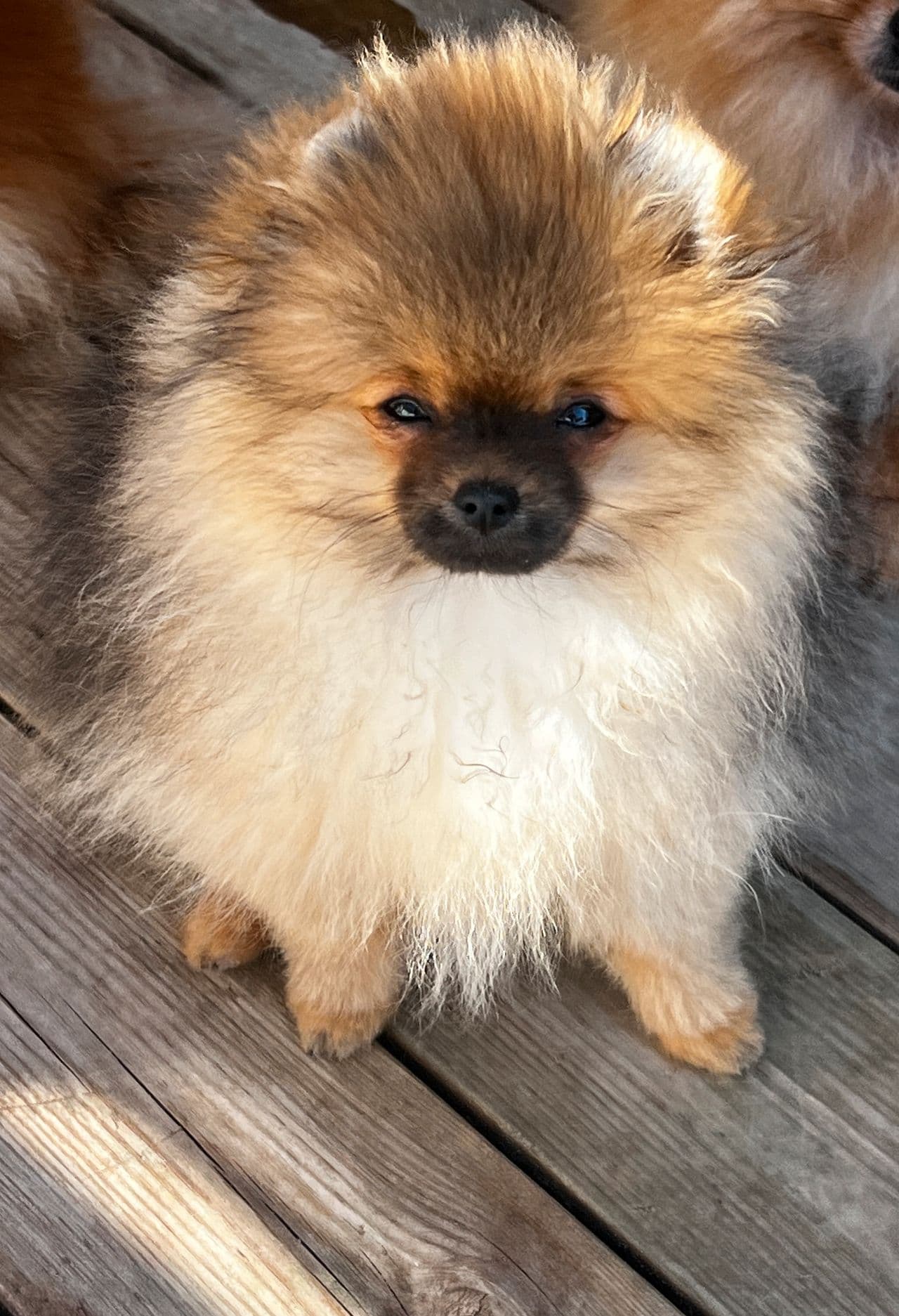 Vakker Pomeranian tispe valp 💗
