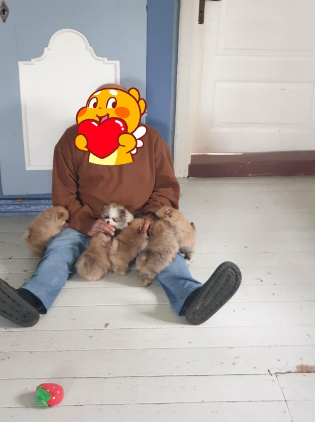 Verdens fineste pomeranian valper