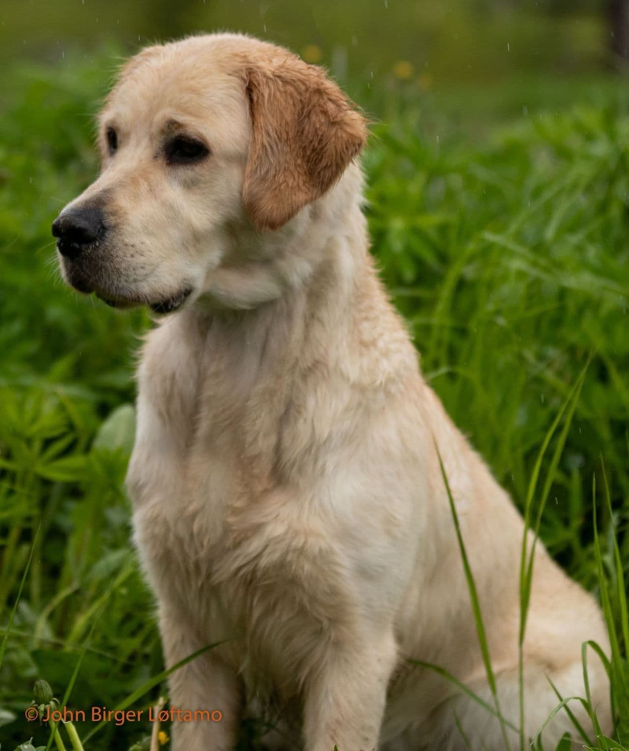 Golden retriever valper