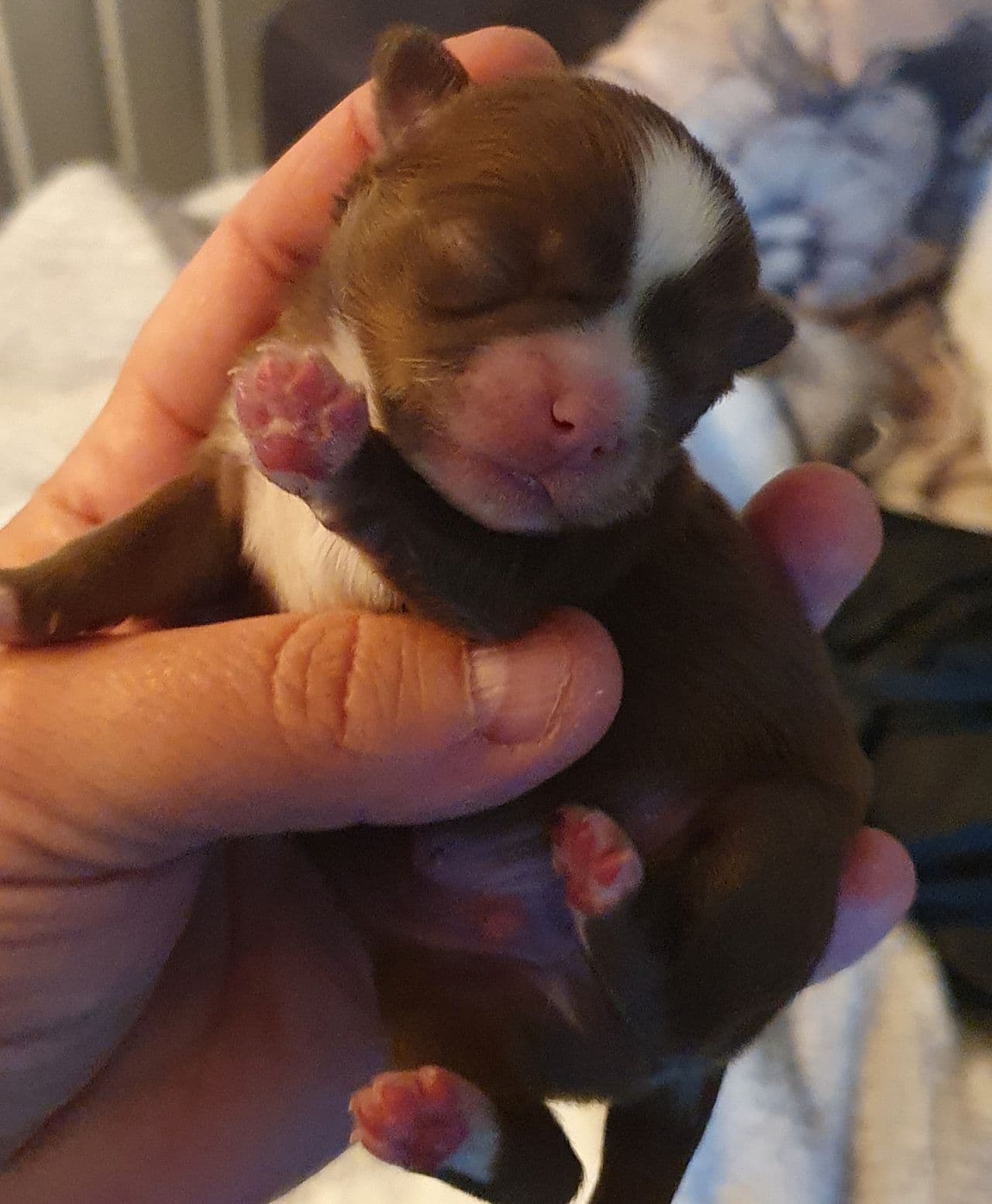 Langhåret chihuahua gutt