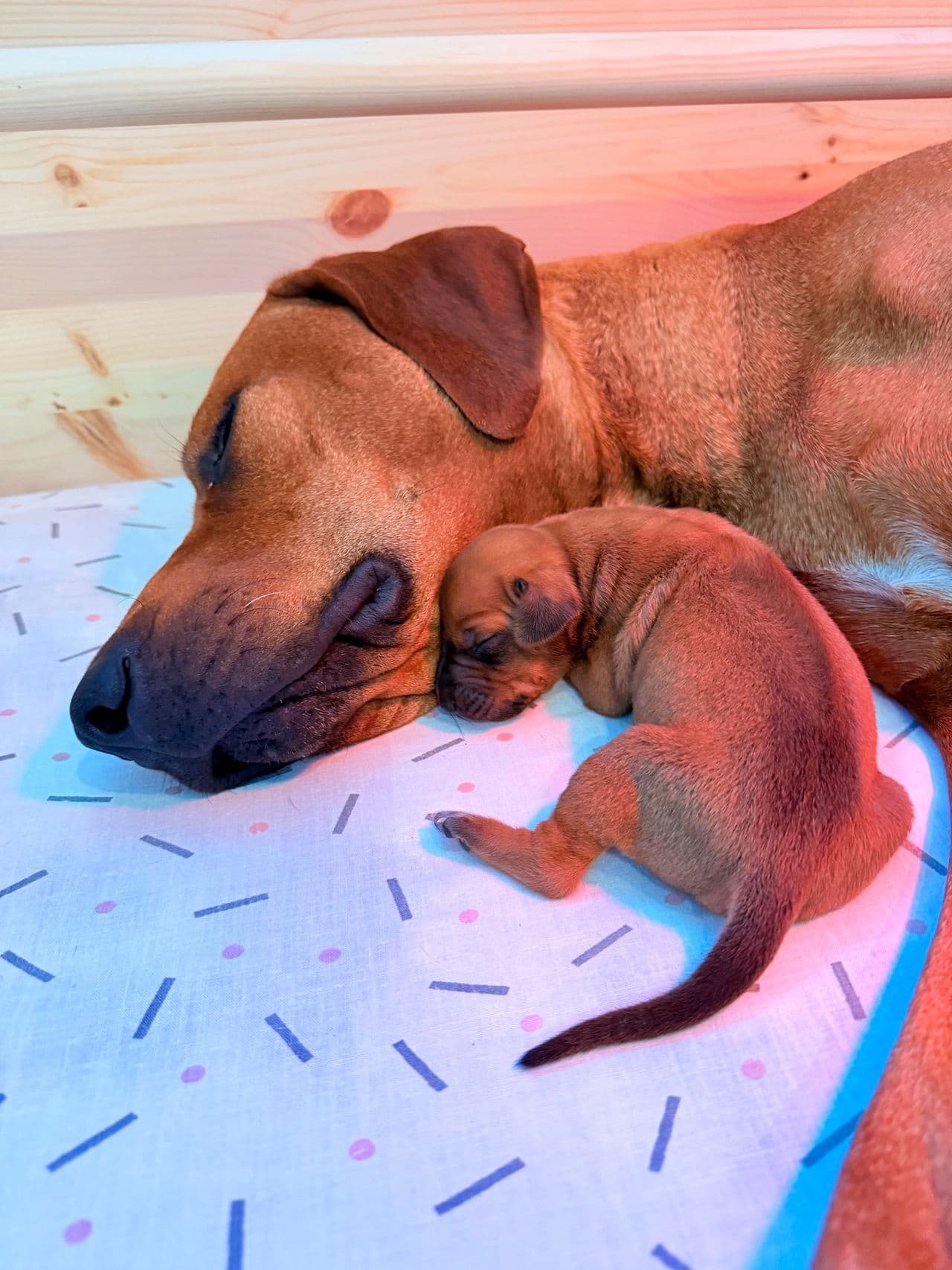 Rhodesian Ridgeback valper