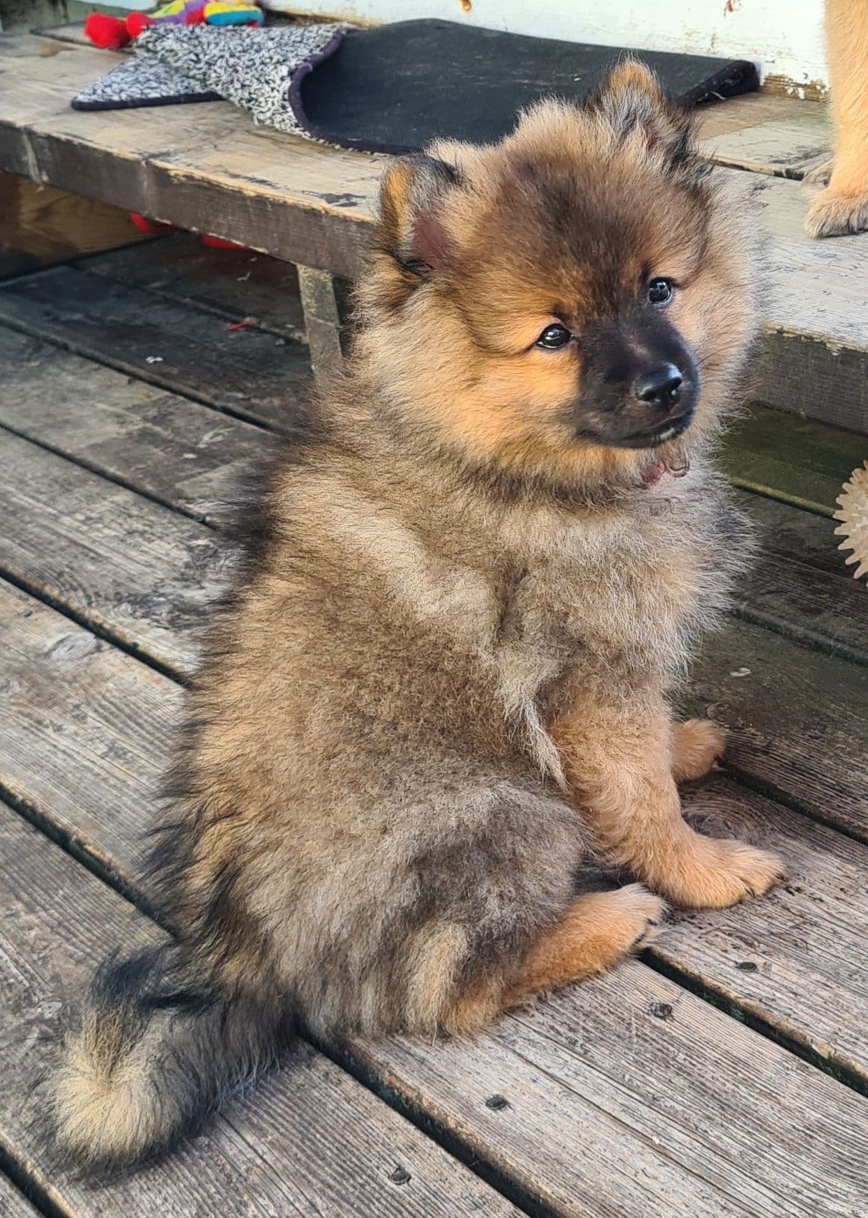 Mittelspitz valper