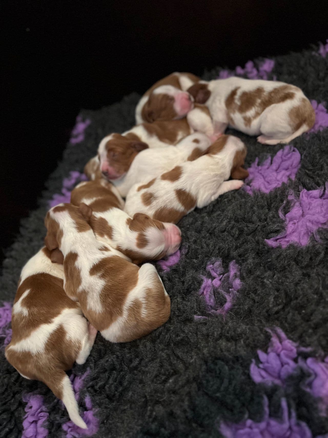 Welsh Springer Spaniel hannvalp ledig