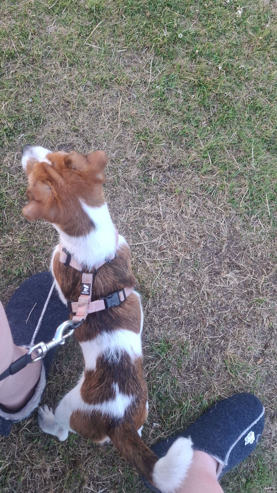 Jack russel tispe