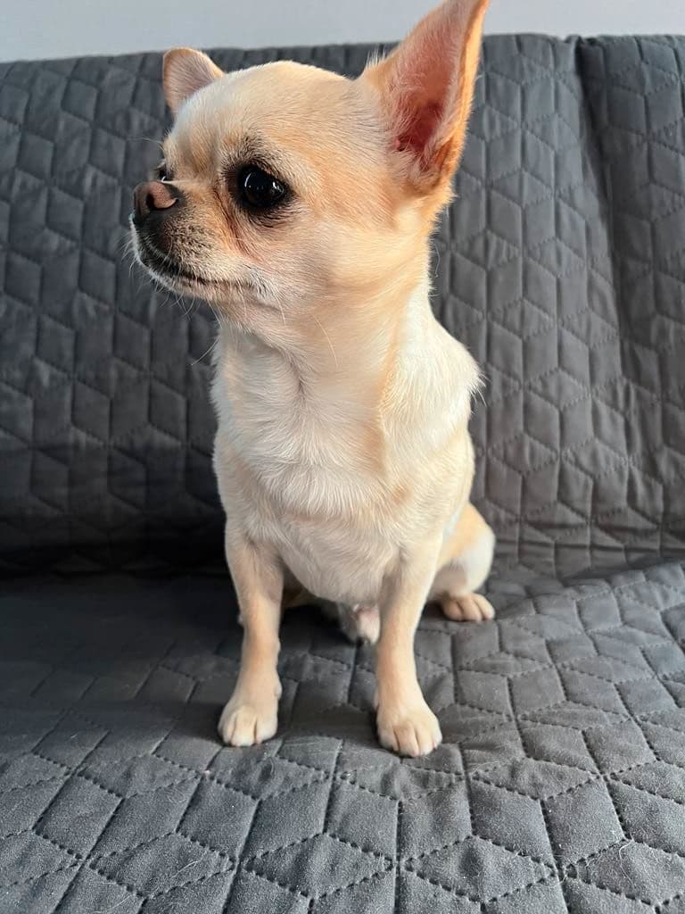 Chihuahuagutt til salgs 💙