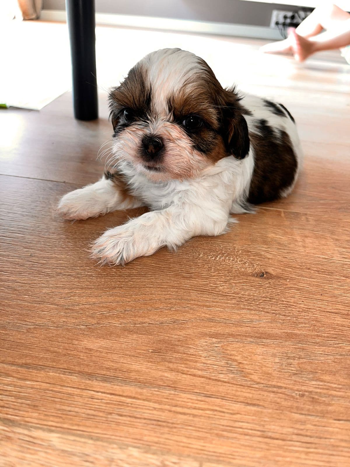 Shih tzu valper 🐶 kun 1 igjen!