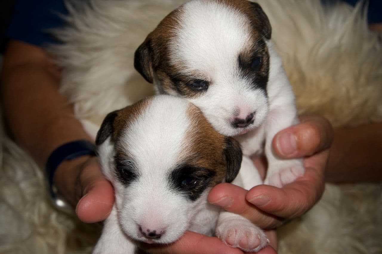 NKK reg Jack Russell terriere
