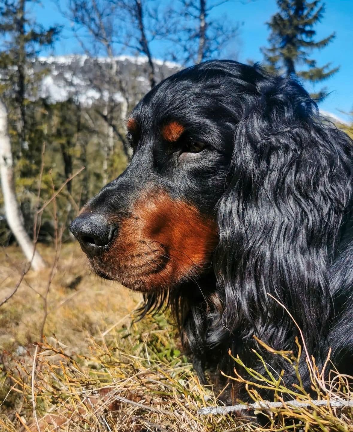 Omplassering Gordon Setter