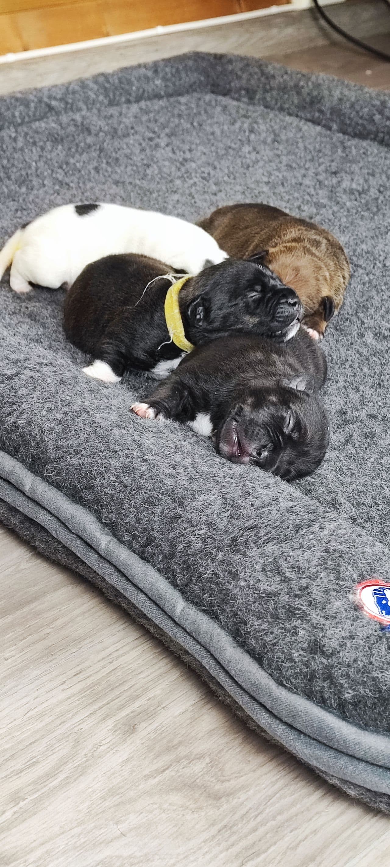 Staffordshire Bull Terrier -7 sunne valper (4 tisper 3 gutter)