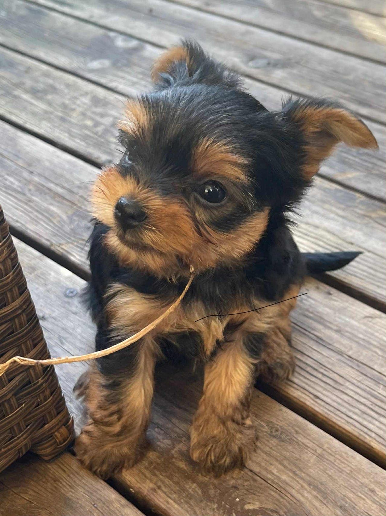 Yorkshire Terrier Valper
