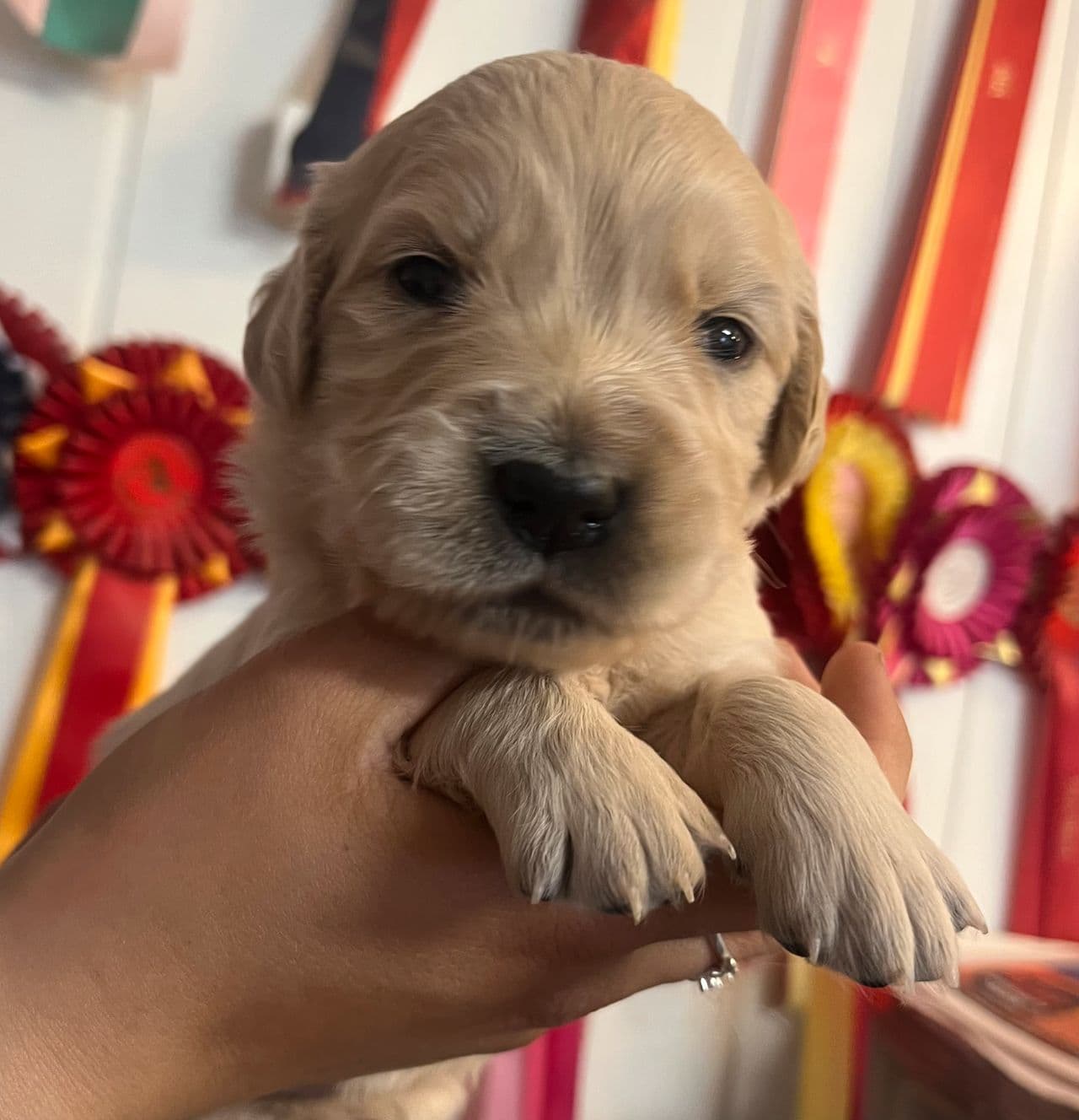 Golden Retriever valper NKK registrert.