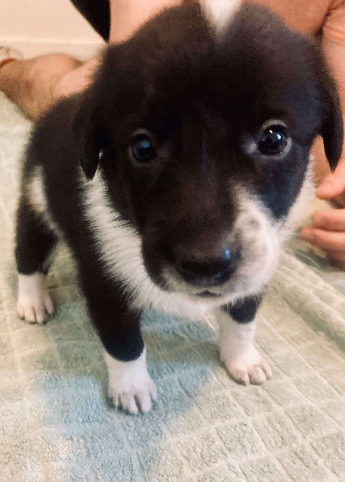 Border Collie valper (leveringsklare 20.juli)
