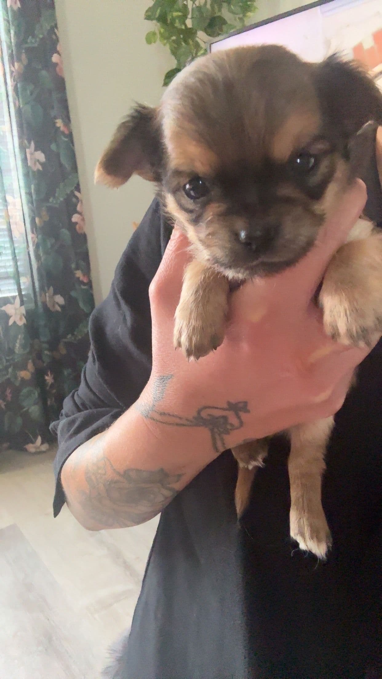 Langhåret Chihuahua valper med stamtavle i NKK