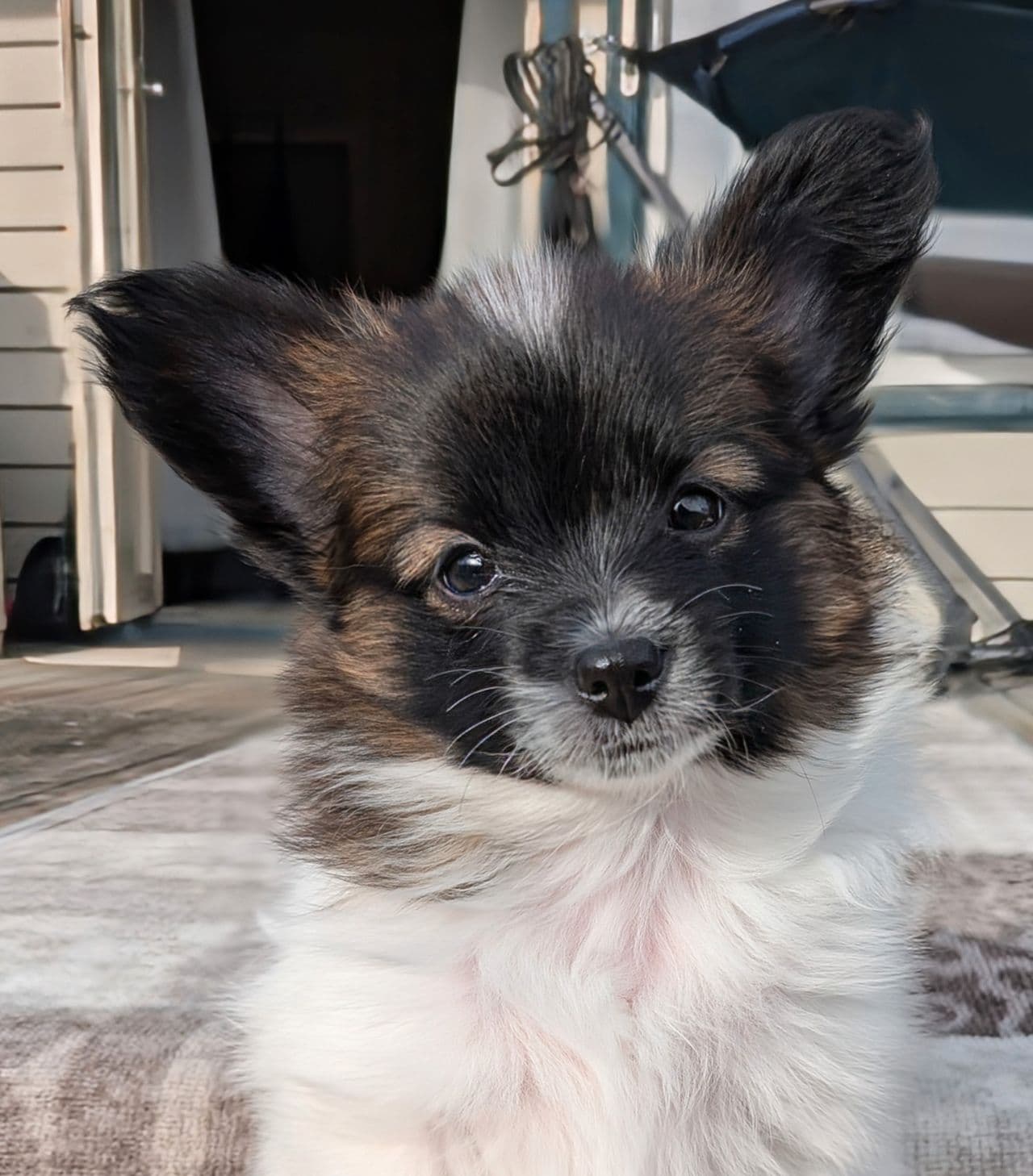 Papillon valper m/NKK stamtavle
