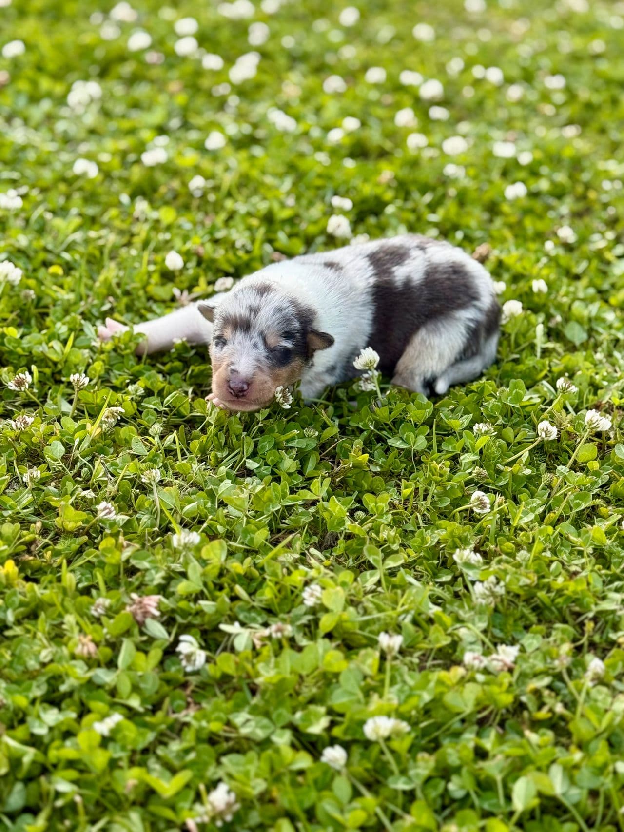 Blue merle korthåret collie gutt