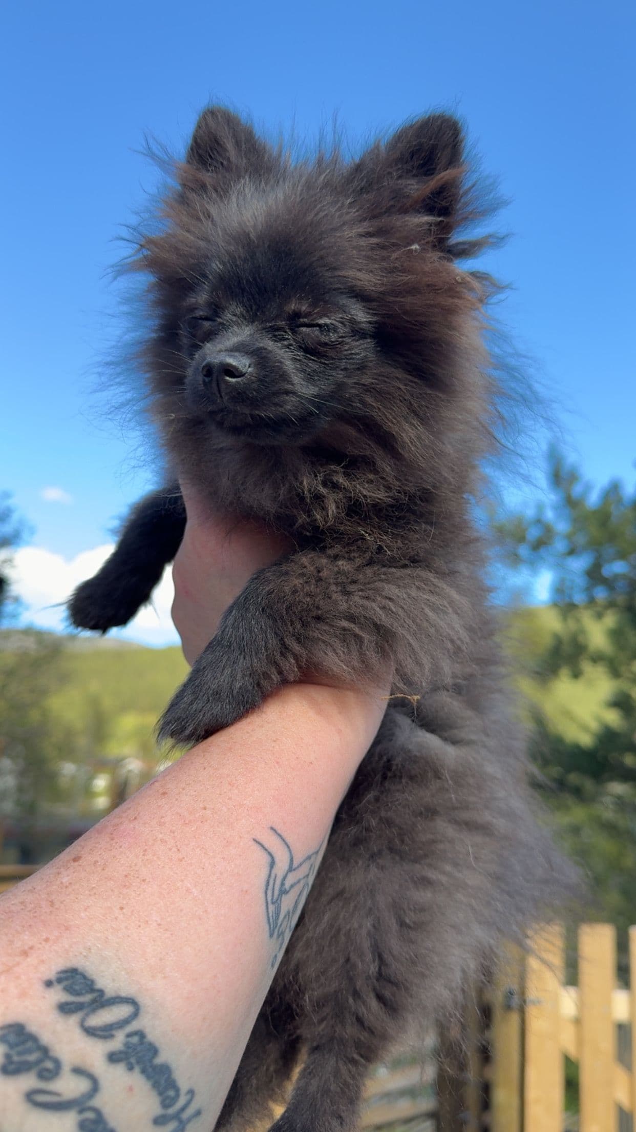 Nydelig Pomeranian gutt