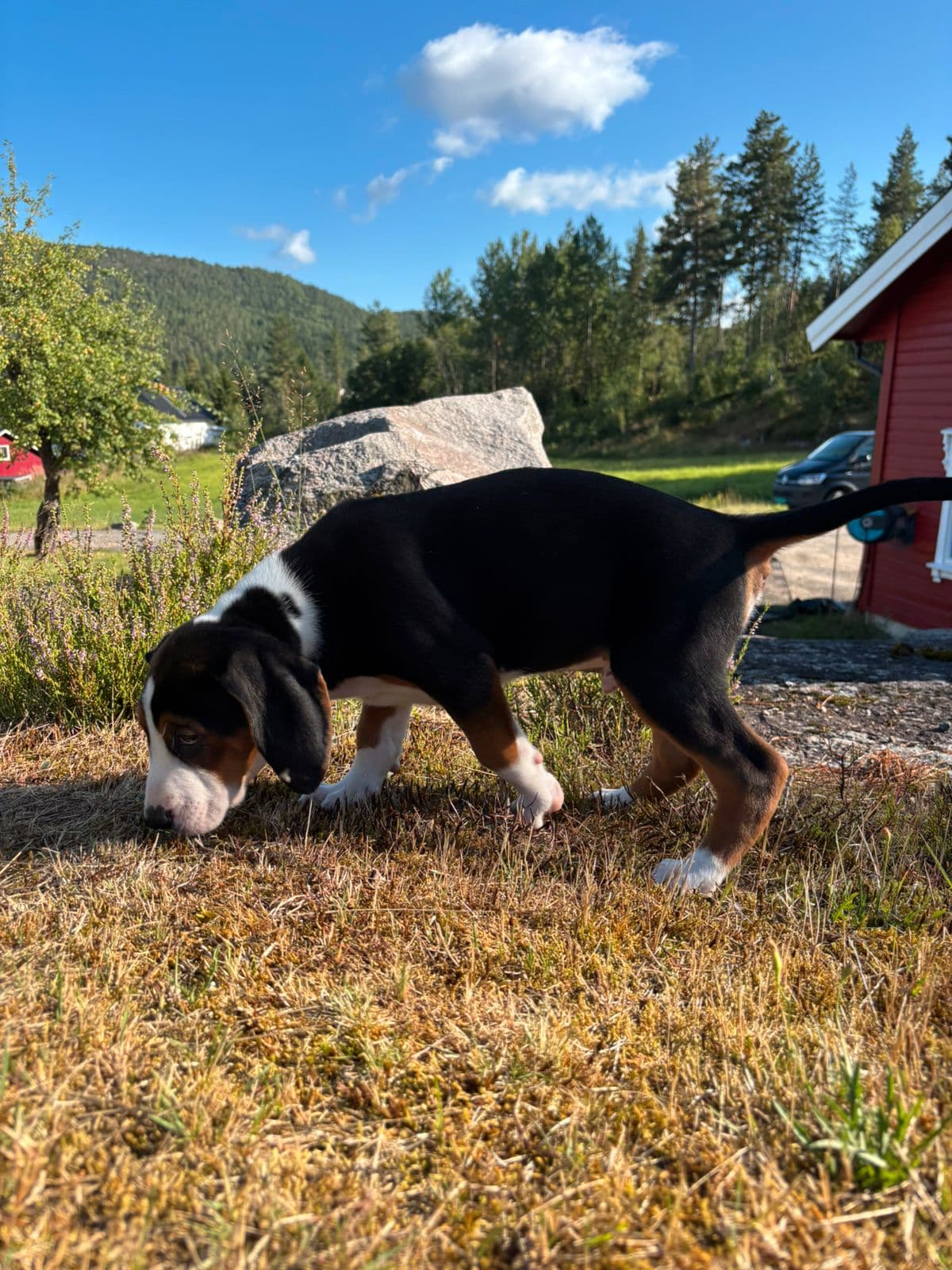 Hamilton støver / harehund / revehund / rovvilthund til salgs
