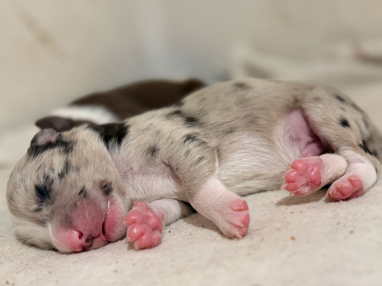 Border collie valper (nkk registrert)
