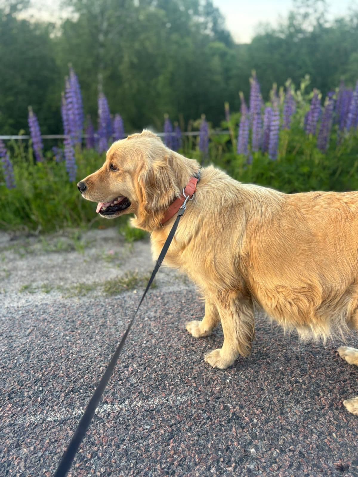 Golden Retriever valper